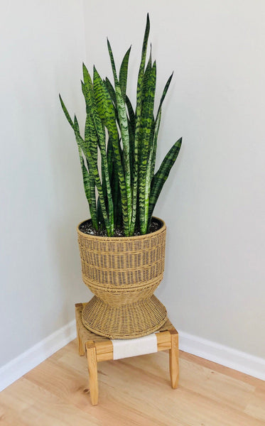 Mid-Century Modern Style Indoor Plant Stand, very sturdy for larger plants!