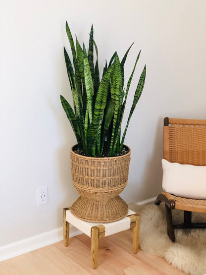 Mid-Century Modern Style Woven Indoor Plant Stand